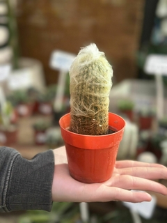 Cactus Espostoa - comprar online