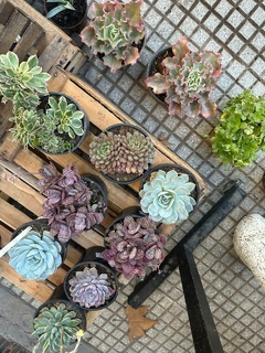 SUCULENTAS VARIAS - comprar online