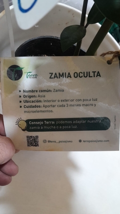 ZAMIOCULCA verde - tienda online