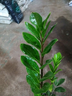 ZAMIOCULCA verde