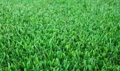CESPED Zoysia