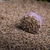 LAVANDA - Pastillas de defumación activada - comprar online