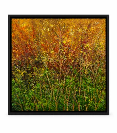Quadro Decorativo