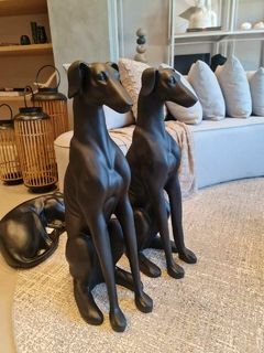Galgo Inglês
