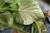 hoja_de_planta_acaros