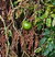 BIOENERGY PLAGUICIDA BEAUVERIA BASSIANA 50 ML - comprar online