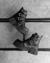 Botas Claire Exclusive - tienda online