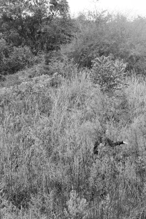 Carrusel LA LÁGRIMA