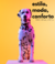 Banner de Bullce Pet