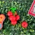 Borracha Escolar Cereja Infantil Desmontável Fruit Party QH-8445 (BORRQH8445)