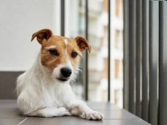 Banner de la categoría PERROS