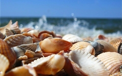 Banner da categoria Conchas