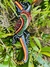 Lagarto - Gecko
