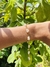 Pulseira Cristal - Quartzo Rosa