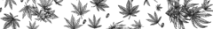 Banner de la categoría Plagas