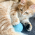 Bola Interativa Catnip - Gatos