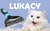 Imagem do Escova Pet Pro-2
