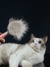 Kimpets Cat Pente Removedor de Pêlos de Cão Escova Higiênica para Animais de