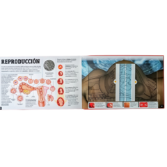 ESCANORAMA CUERPO HUMANO - RINCON DE LIBROS
