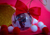 5 un Bolinha de Natal Personalizada - sscenter