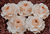 Flores de papel