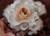 Flores de papel na internet