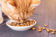 Banner de la categoría Gatos
