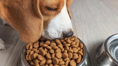 Banner de la categoría Perros