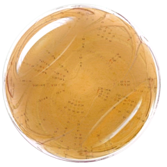 CARTA NATAL - comprar en línea