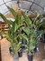 Strelitzia Nicolai - comprar online