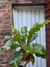 Helecho Asplenium - comprar online