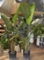 Strelitzia Nicolai Gigante en internet