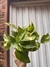 Pothus Mini en internet