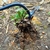 Imagem do Removedor de Ervas Daninhas Multifuncional para Jardinagem