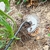 Removedor de Ervas Daninhas Galvanizado 52 cm - loja online