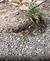 Removedor de Ervas Daninhas com Cabo de Madeira 41cm