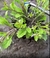 Removedor de Ervas Daninhas com Cabo de Madeira 41cm na internet