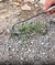 Removedor de Ervas Daninhas Multifuncional para Jardinagem - comprar online