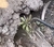 Removedor de Ervas Daninhas com Cabo de Madeira 41cm - AngryBee