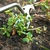 Removedor de Ervas Daninhas com Cabo de Madeira 41cm - comprar online