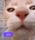 Banner de Animarley