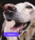 Banner de Animarley