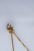 Imagem do Brinco Chandelier Triângulo