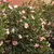 Camélia Sasanqua Anã Cor-de-rosa - comprar online