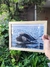 10x15 Ballena Franca Austral