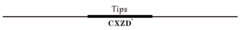 CXZD TREINADOR DE CINTURA - MBKF IMPORTS