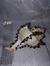 Conchas - comprar online