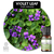 Folha de Violeta (Viola odorata) - Absoluto - Cosméticos Naturais, sabonetes, difusores de ambientes, perfumes botânicos | CHOICE - Beleza Consciente