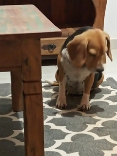 Cesta para Pães na internet