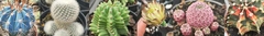 Banner da categoria Cactos